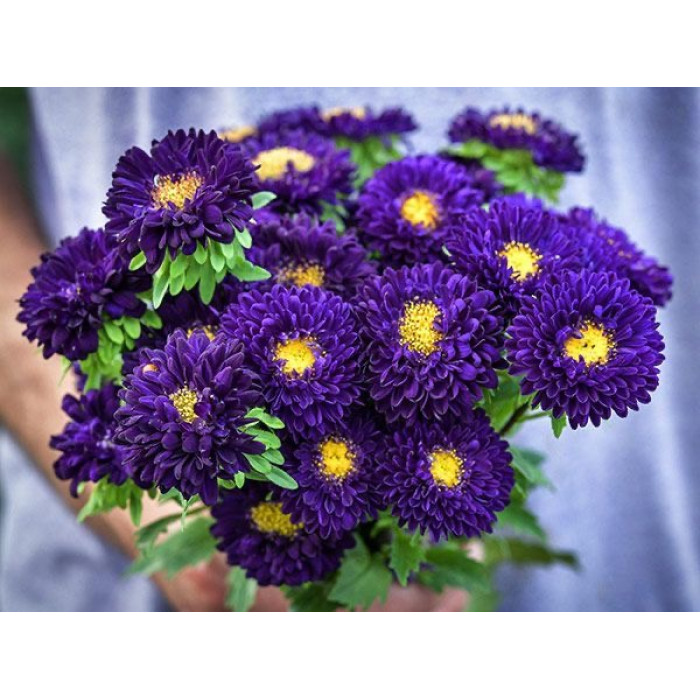 Фото Айстра Мацумото Блю (Matsumoto Blue), №1