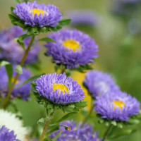 Айстра Мацумото Лайт Блю (Matsumoto Light Blue)