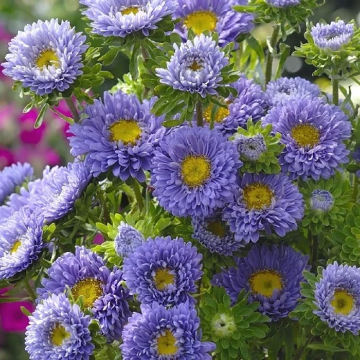 Фото Айстра Мацумото Лайт Блю (Matsumoto Light Blue), №1