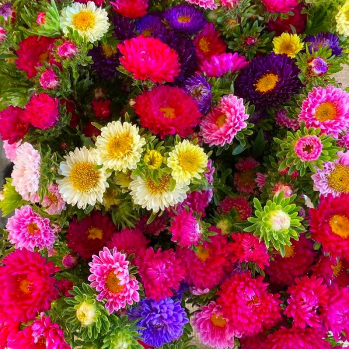 Фото Айстра Мацумото Мікс (Matsumoto Mix)