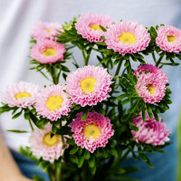 Айстра Мацумото Пінк (Matsumoto Pink) 