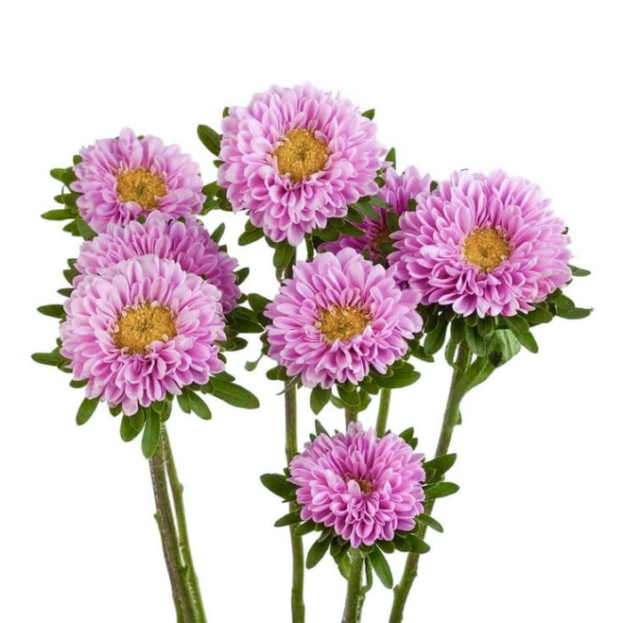 Фото Айстра Мацумото Пінк (Matsumoto Pink) , №1