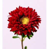 Айстра Мацумото Ред (Matsumoto Red)