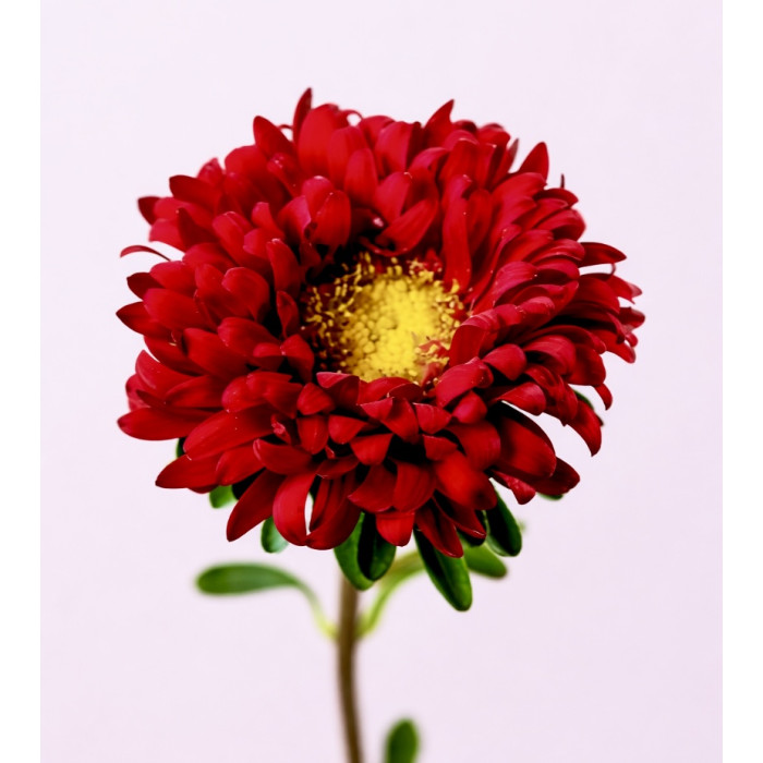 Фото Айстра Мацумото Ред (Matsumoto Red)