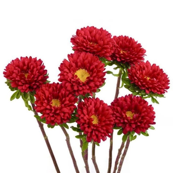 Фото Айстра Мацумото Ред (Matsumoto Red), №1