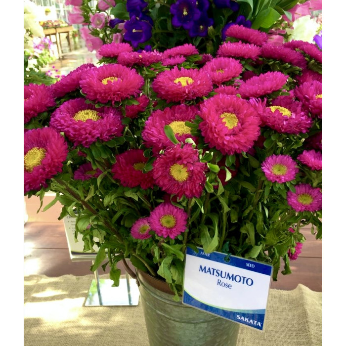 Фото Айстра Мацумото Роуз (Matsumoto Rose), №1