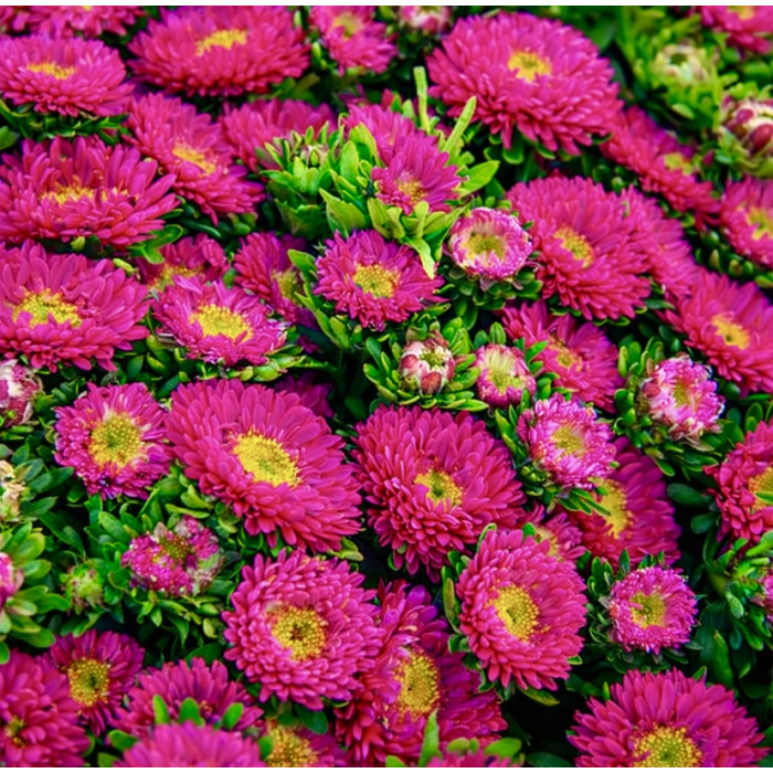 Фото Айстра Мацумото Роуз (Matsumoto Rose)