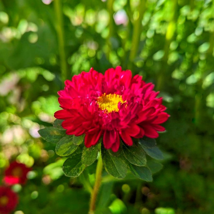 Фото Айстра Мацумото Скарлет (Matsumoto Scarlet)