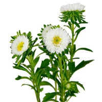 Айстра Мацумото Вайт (Matsumoto White)