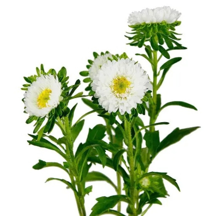 Фото Айстра Мацумото Вайт (Matsumoto White)