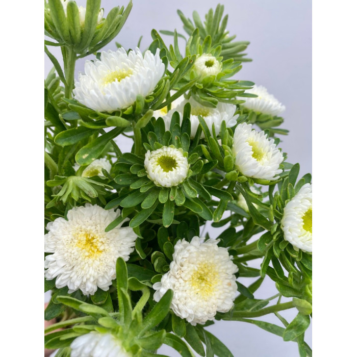 Фото Айстра Мацумото Вайт (Matsumoto White), №1