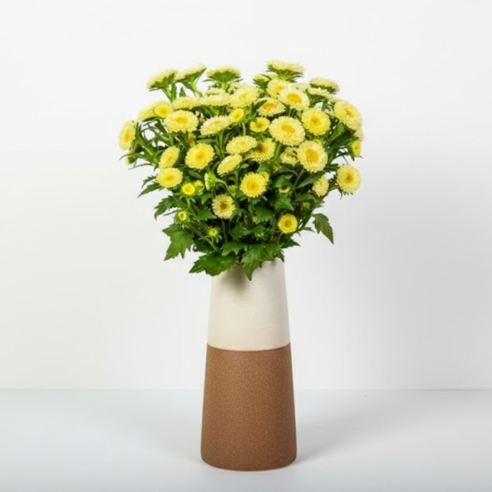 Фото Астра Мацумото Еллоу (Matsumoto Yellow), №1