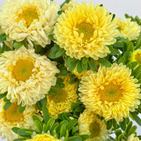 Айстра Мацумото Єллоу (Matsumoto Yellow)