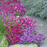 Обриета Одри F1 Микс (Audrey F1Mix)