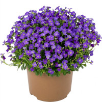 Обрієта Одрі F1 Блю Шейдс (Audrey F1 Blue Shades)