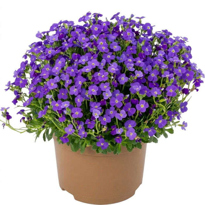 Фото Обриета Одри F1 Блю Шейдс (Audrey F1 Blue Shades)
