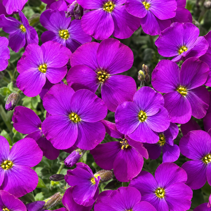Фото Обриета Одри F1 Перпл Шейдс (Audrey F1 Purple Shades), №1