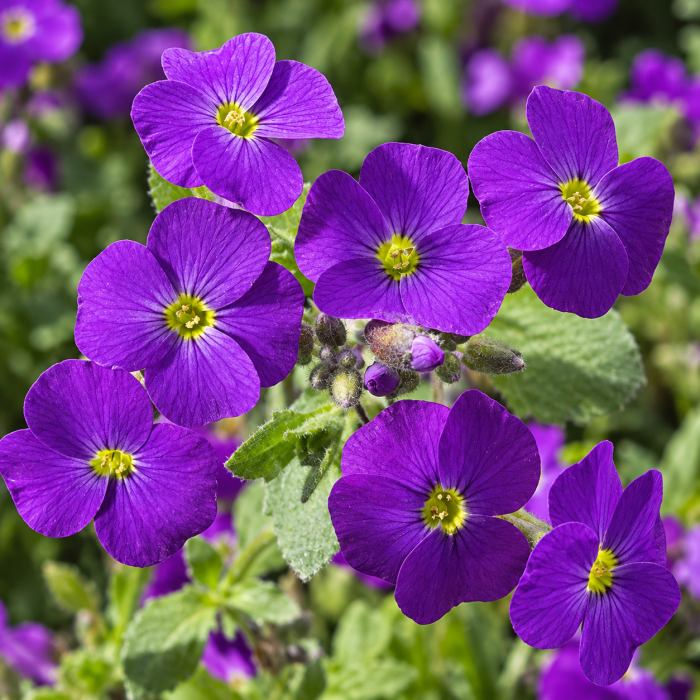 Фото Обриета Одри F1 Перпл Шейдс (Audrey F1 Purple Shades), №2