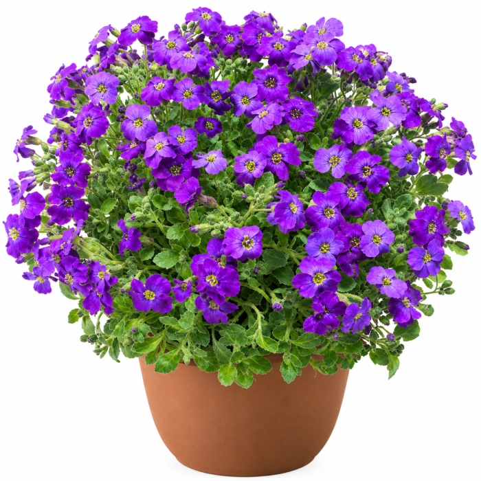 Фото Обриета Одри F1 Перпл Шейдс (Audrey F1 Purple Shades)