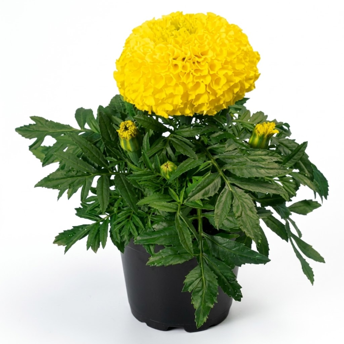 Фото Чорнобривці Діскавері F1 Єллоу (Discovery F1 Yellow), №1