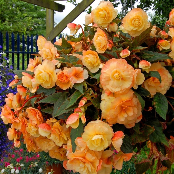 Фото Бегонія Іллюмінейшн Апрікот Шейдс (Illumination Apricot Shades), №2