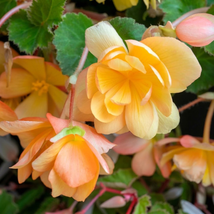 Фото Бегонія Іллюмінейшн Апрікот Шейдс (Illumination Apricot Shades), №1