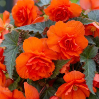 Бегонія Іллюмінейшн Оранж (Illumination Orange)