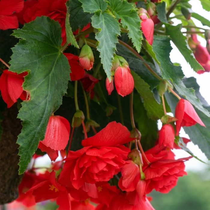 Фото Бегония Иллюминейшн Роуз  (Illumination Rose), №1