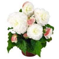 Бегония Нонстоп F1 Эплблоссом (Nonstop F1 Appleblossom)