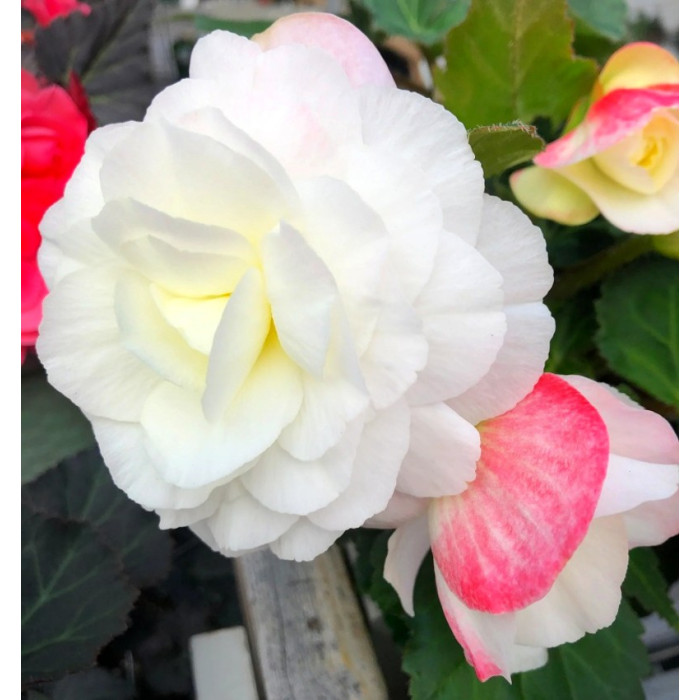 Фото Бегония Нонстоп F1 Эплблоссом (Nonstop F1 Appleblossom), №1