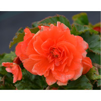 Бегония Нонстоп F1 Дип Салмон