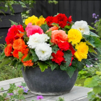 Бегония Нонстоп F1 Микс (Nonstop F1 Mix)