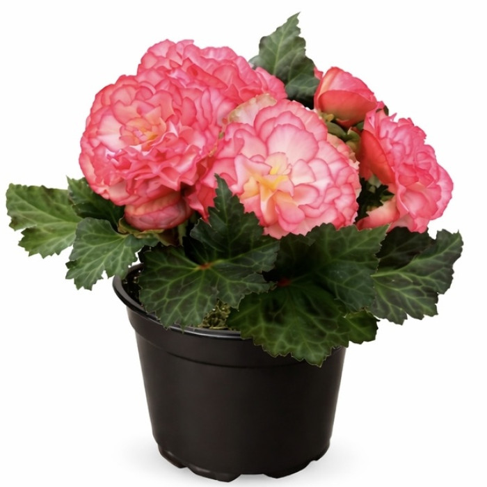 Фото Бегония Нонстоп F1 Роуз Пикоте (Nonstop F1 Rose Picotee), №1