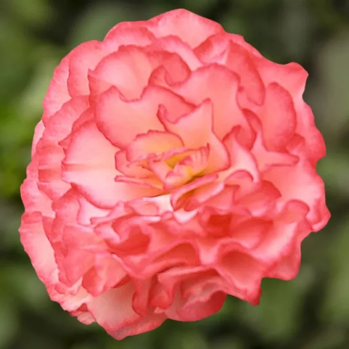 Фото Бегония Нонстоп F1 Роуз Пикоте (Nonstop F1 Rose Picotee), №2