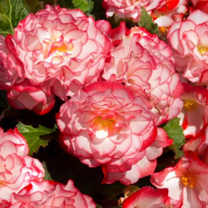 Фото Бегония Нонстоп F1 Роуз Пикоте (Nonstop F1 Rose Picotee)