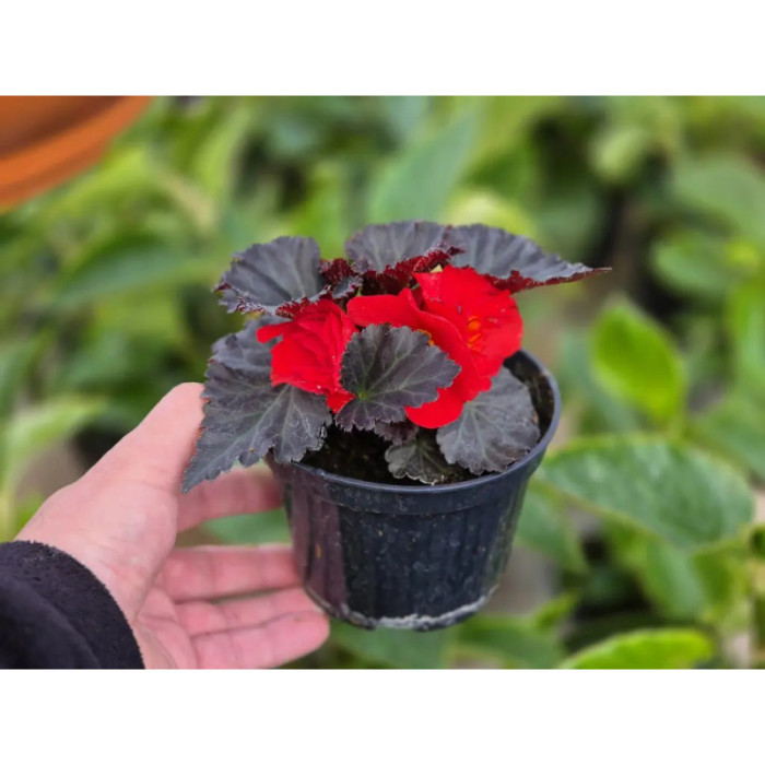 Фото Бегония Нонстоп Мокка F1 Черри (Nonstop Mocca F1 Cherry), №1