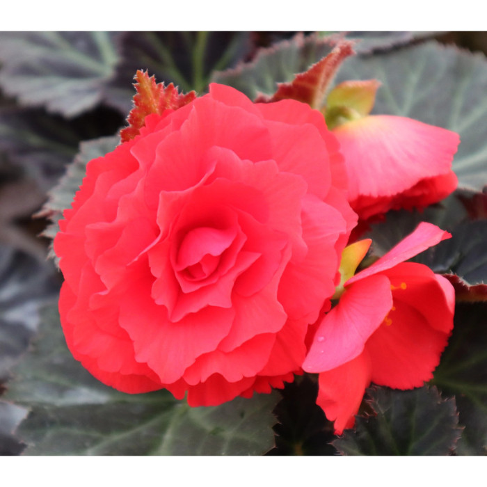 Бегония Нонстоп Мокка F1 Черри (Nonstop Mocca F1 Cherry)