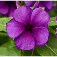 Катарантус Тату Блуберри (Tattoo Blueberry)