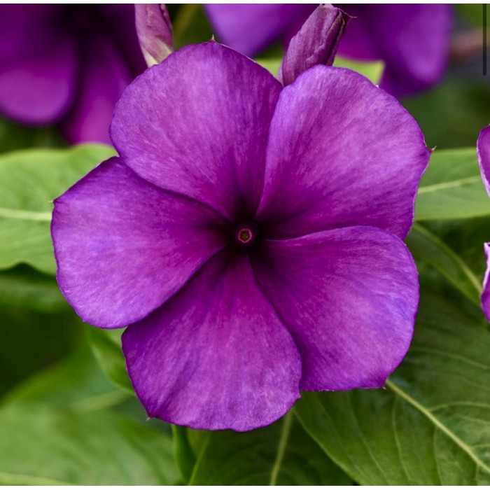 Фото Катарантус Тату Блуберрі (Tattoo Blueberry)