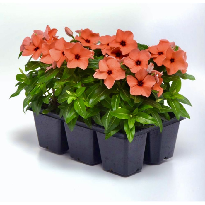 Фото Катарантус Тату Оранж (Tattoo Orange), №2