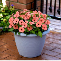 Катарантус Тату Оранж (Tattoo Orange)