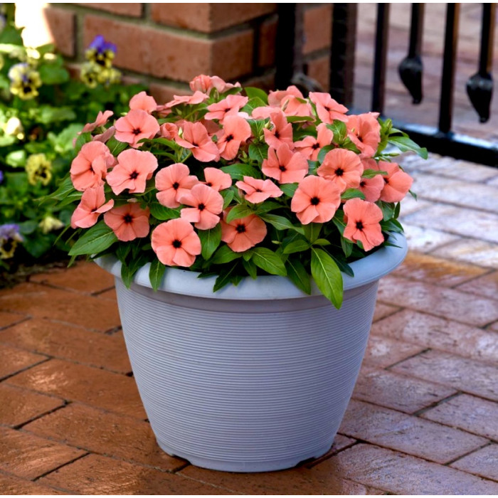 Фото Катарантус Тату Оранж (Tattoo Orange)