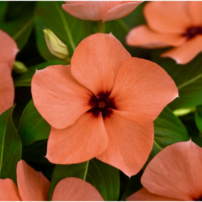 Фото Катарантус Тату Оранж (Tattoo Orange), №1