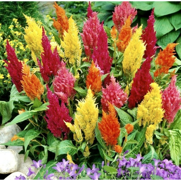 Фото Целозія Пампаське Перо Суміш, №2