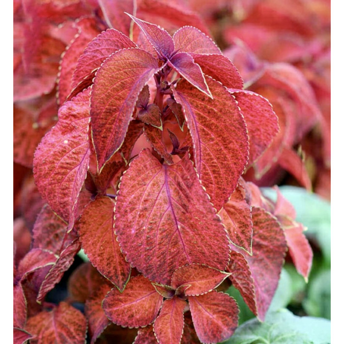 Фото Колеус Візард Сансет (Wizard Sunset), №2