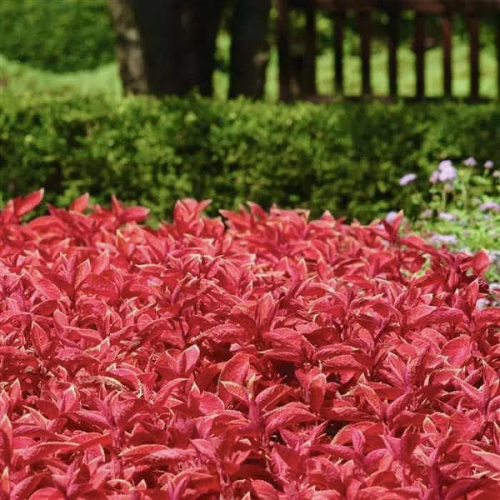 Фото Колеус Візард Сансет (Wizard Sunset), №1