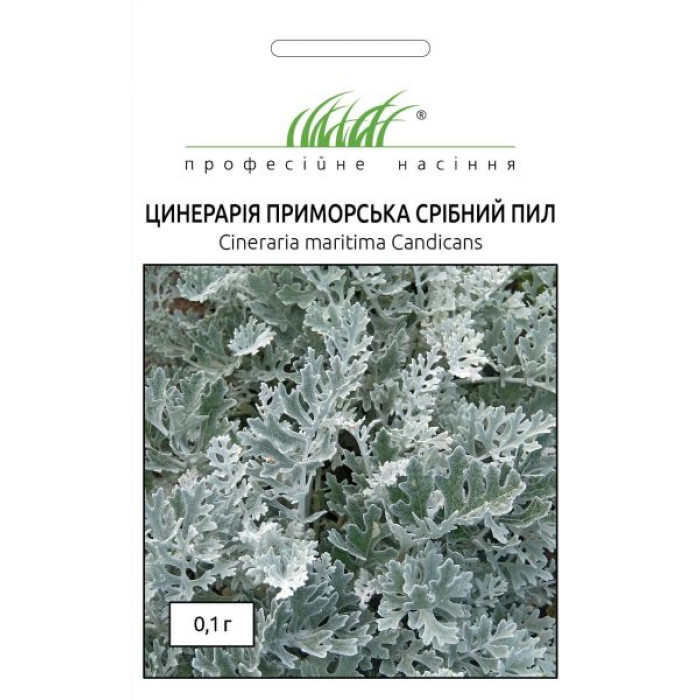 Фото Цинерарія Срібний Пил, №1