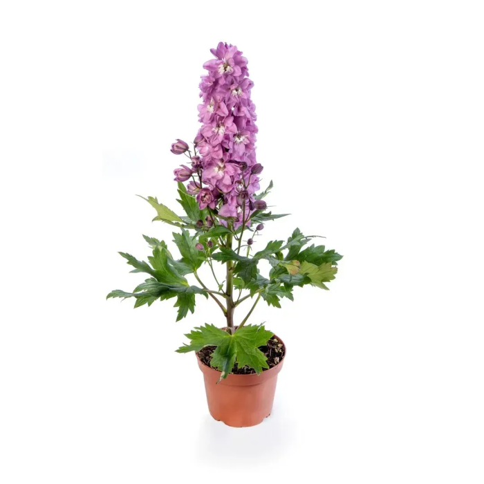 Фото Дельфиниум Делфина Пинк Вайт Би (Delphina Pink White Bee), №1