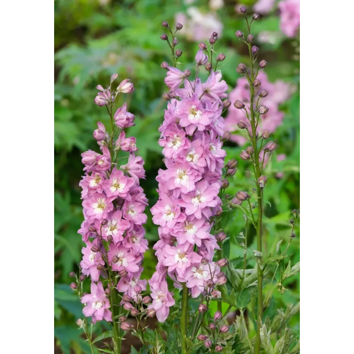 Фото Дельфиниум Делфина Пинк Вайт Би (Delphina Pink White Bee), №2
