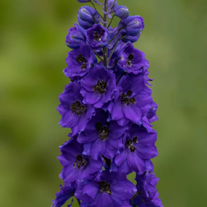 Фото Дельфиниум Экскалибур Дарк Блю Блек Би (Excalibur Dark Blue Black Bee), №2